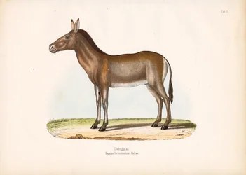 Dziggetai ou burro selvagem da Mongólia