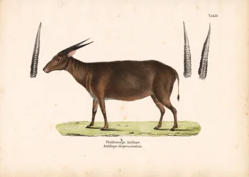 Antílope de chifre chato