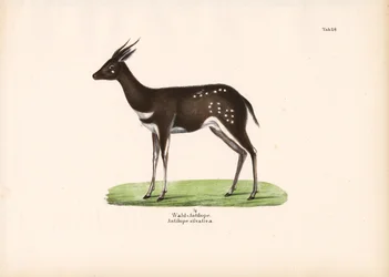 Antílope da floresta