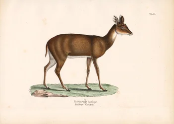 Antílope de quatro chifres