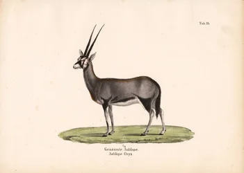 Gemsbok ou órix sul-africano