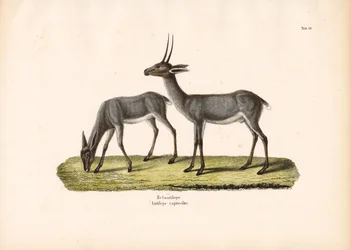 Rhebok cinzento