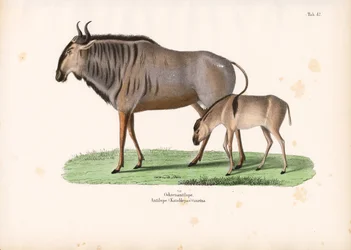 Hartebeest com bezerro