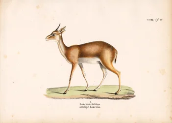 Hazenna Antelope em perfil