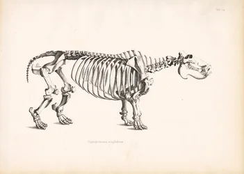 Anatomia do esqueleto do hipopótamo