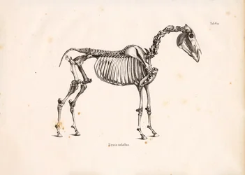Esqueleto de cavalo