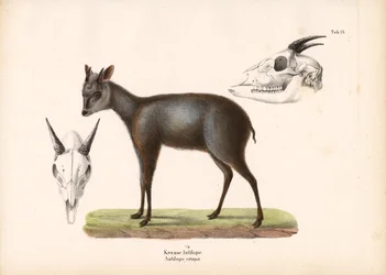 Impala com representações de caveiras