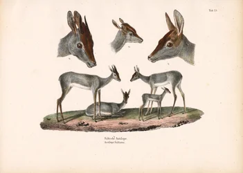 Klipspringer com estudos de retrato