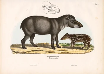 Anta das Terras Baixas com Juvenil