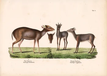 Duiker de Maxwell e antílope real