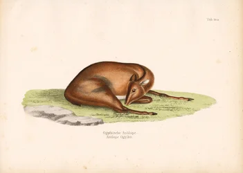 Mergulhador de Ogilby em posição de repouso