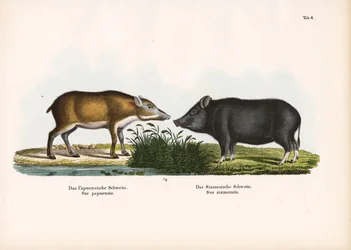 Porco papuano e porco siamês