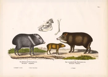 Pecarídeos com filhotes e anatomia do crânio