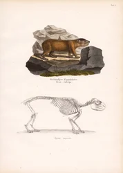 Esqueleto de lagartixa-da-rocha e de lagartixa-do-cabo