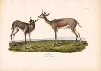 Reedbuck do Sul