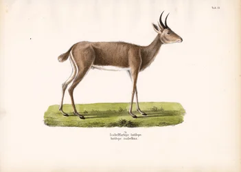 Capricórnio