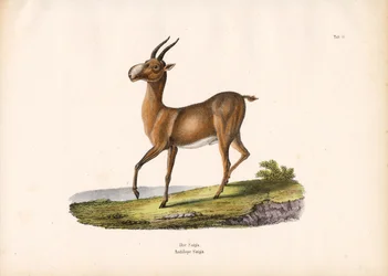 O antílope Saiga