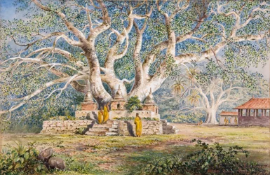 Árvore sagrada Bo no local do enterro das rainhas kandianas