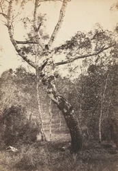 Estudo de uma árvore de vidoeiro, Barbizon, 1860-1870.