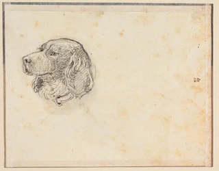 Cabeça de cão