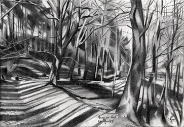 Sombras no caminho da floresta