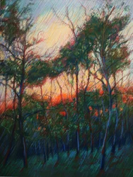 Brilho do pôr-do-sol na floresta