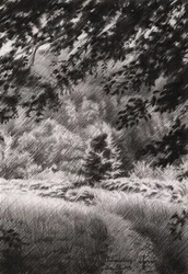 Trilho Tranquilo pela Floresta
