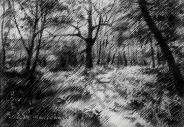 Caminho florestal sombreado