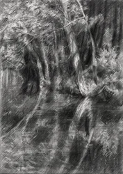 Ribeiro florestal sombreado