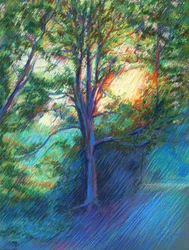 Caminho na floresta banhado pelo sol