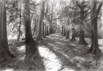 Caminho na floresta banhado pelo sol