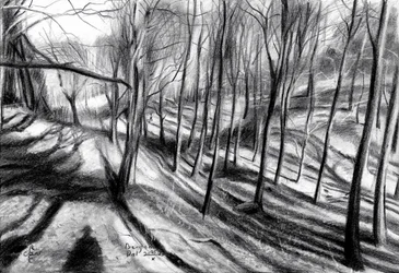 Caminho pela Floresta de Inverno
