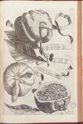 Placa laranja homed 409 de "Hesperus, ambos da termodinâmica Aureorum Culture and Practice Quatuor" por Giovanni Battista Ferrari, 1646