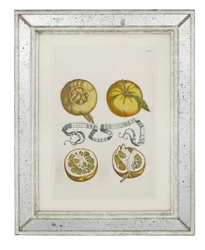 Laranjas, placa 405 de "Hesperus, ambos da termodinâmica Aureorum Culture and Practice Quatuor" de Giovanni Battista Ferrari, 1646