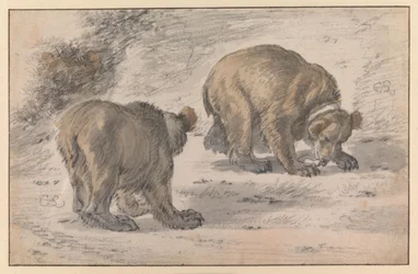 Um urso em várias poses