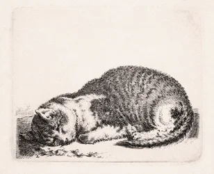 Gato adormecido, c.1607-81