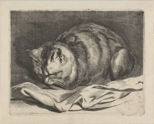 Gato pequeno
