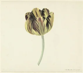 Tulipa chamada Bizard Rosette