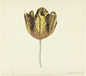 Tulipa chamada Bizard Sub. A