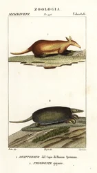 Aardvark e tatu gigante
