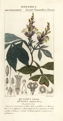 Amargo, amargo-ash, amargo-madeira ou hombre grande, Quassia amara