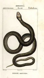 Píton ametista, Simalia amethistina