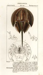 Caranguejo-ferradura do Atlântico, Limulus polyphemus