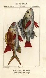 Grunhido de bandas, Pomadasys furcatus 1, e peixes-esquilo, Holocentrus ascensionis 2