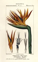 Flor ave do paraíso, Strelitzia reginae