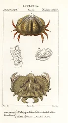 Caranguejo de caixa e caranguejo de Aethra