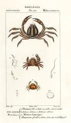 Caranguejo eriçado, Pilumnus hirtellus 1, caranguejo soldado azul claro, Mictyris longicarpus 2, caranguejo ervilha, Pinnotheres pisum 3