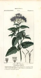 Nevoeiro borboleta, Ageratum corymbosum