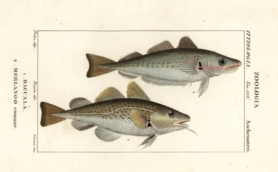 Bacalhau, Gadus morhua, Baccala 1 e badejo, Merlangius merlangus, Merlango comune 2