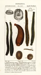 sanguessuga negra comum, Hirudo verbana, var